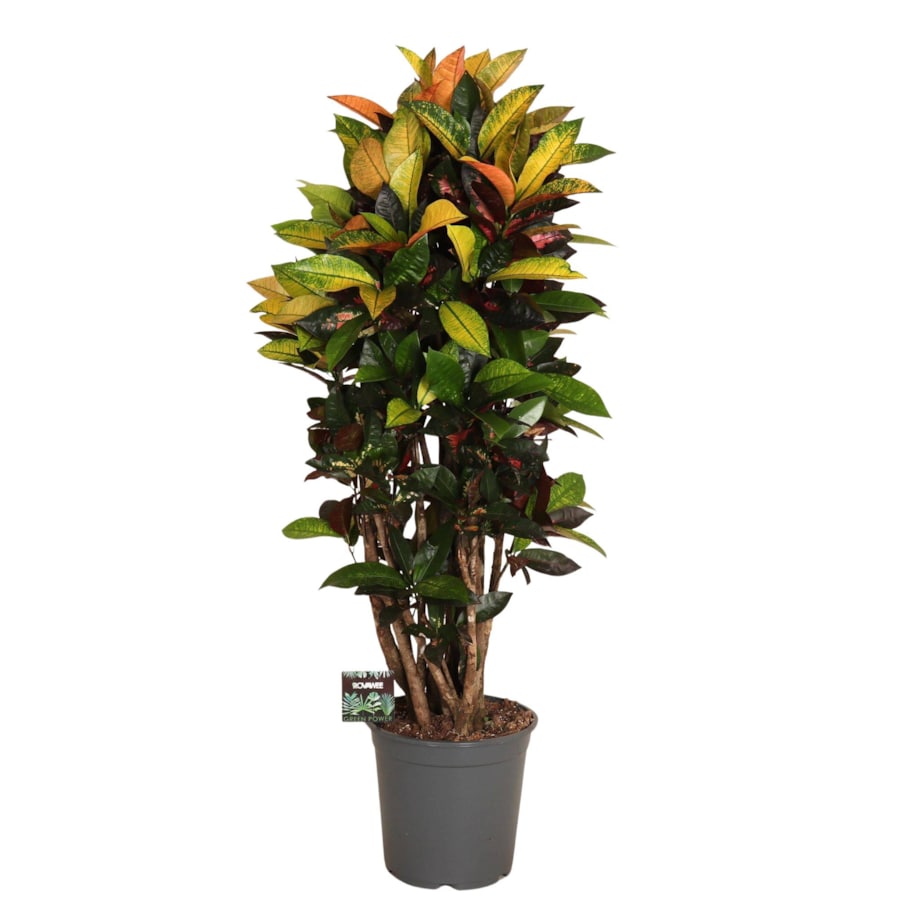 Codiaeum Mrs. Iceton XXL | Doniczka Ø 24 cm | Wysokość ok. 110 cm