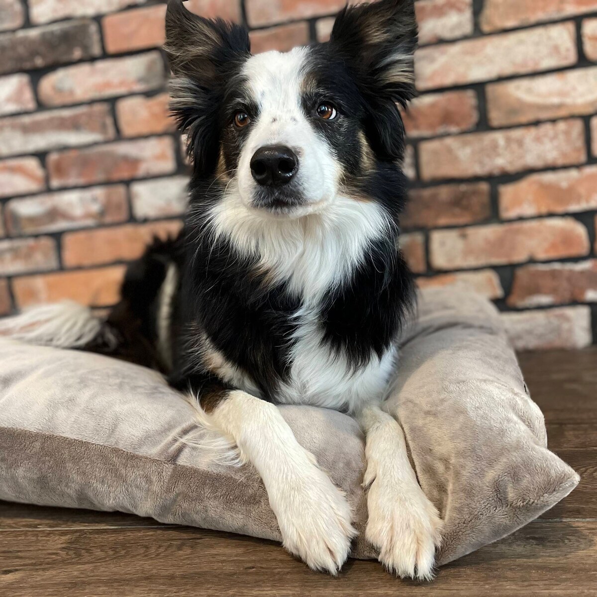 Miękka poduszka dla psa MALIBU, 120x100 cm, Brąz