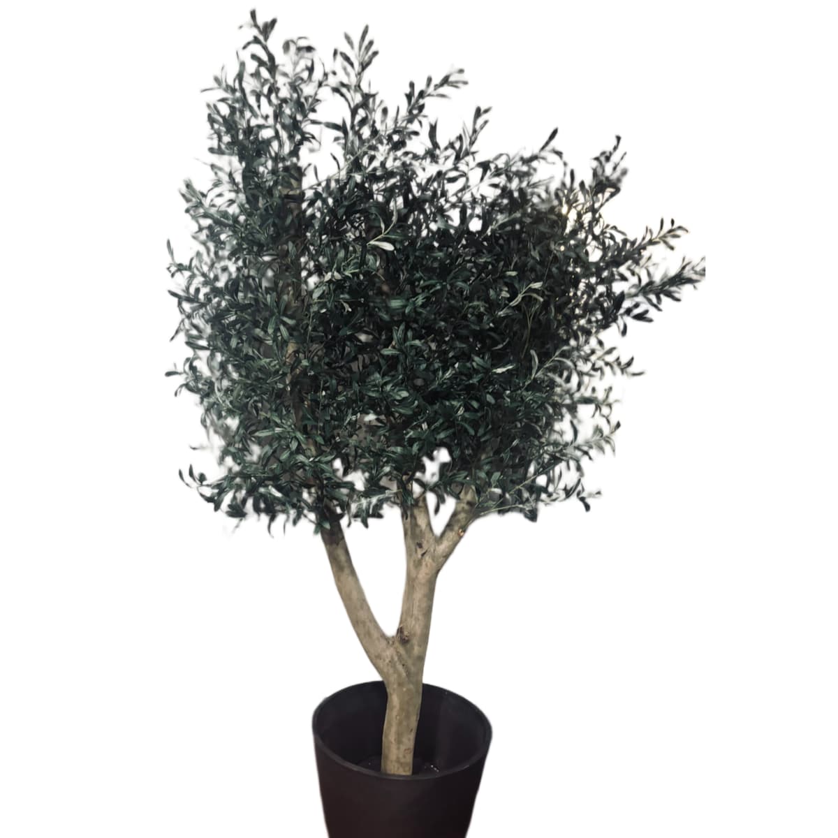 Drzewo oliwka na grubym naturalnym pniu 240 cm - olbrzymia