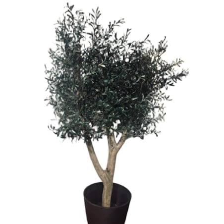 Drzewo oliwka na grubym naturalnym pniu 240 cm - olbrzymia