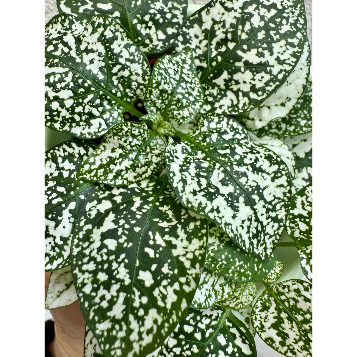 Hypoestes zielony w ceramicznej doniczce – Ø 10 cm – wysokość 33 cm