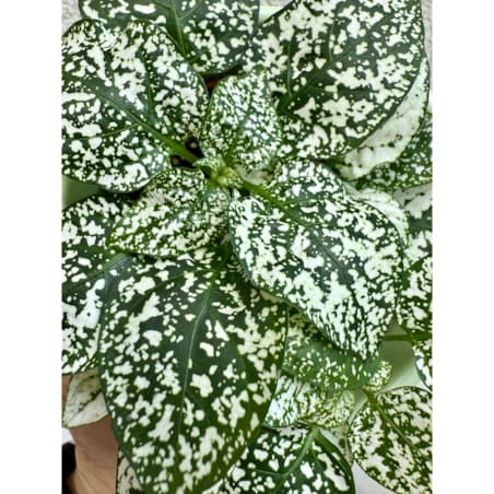 Hypoestes zielony w ceramicznej doniczce – Ø 10 cm – wysokość 33 cm