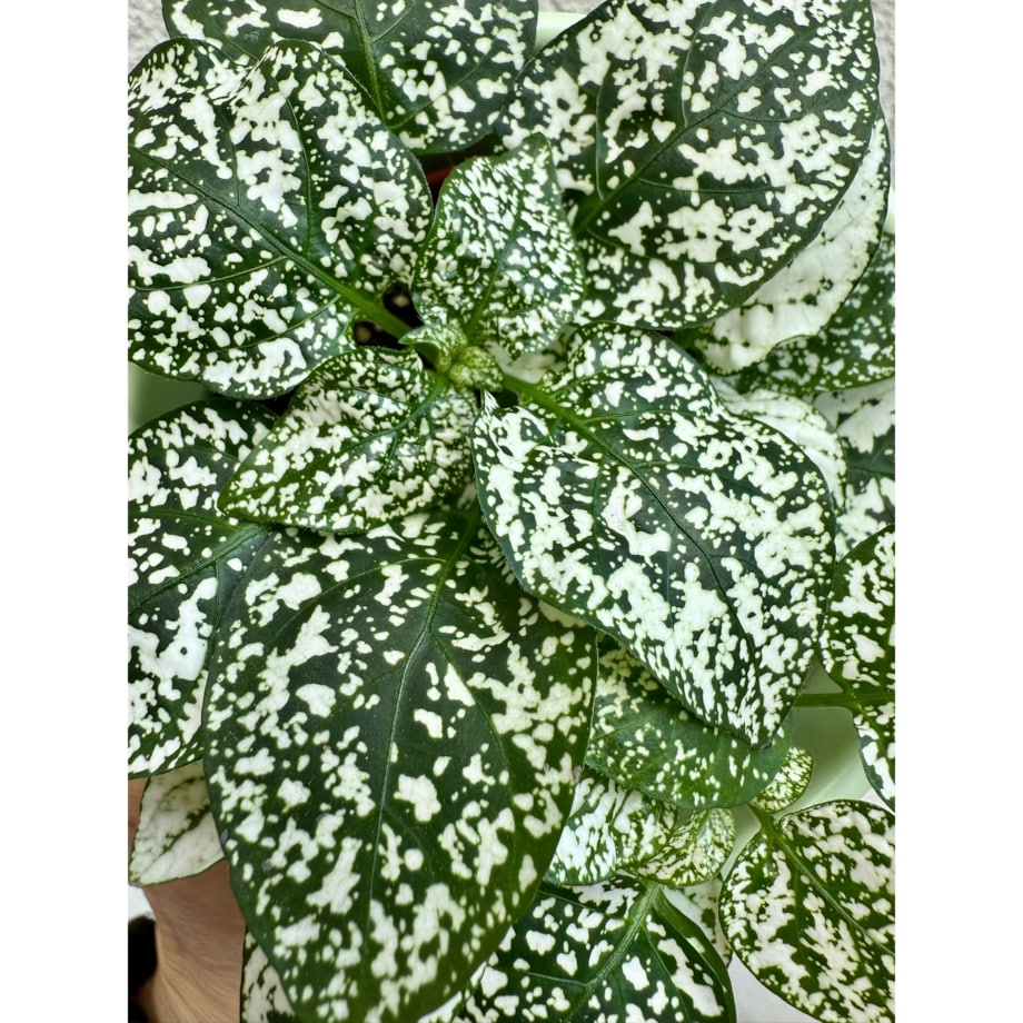 Hypoestes zielony w ceramicznej doniczce – Ø 10 cm – wysokość 33 cm