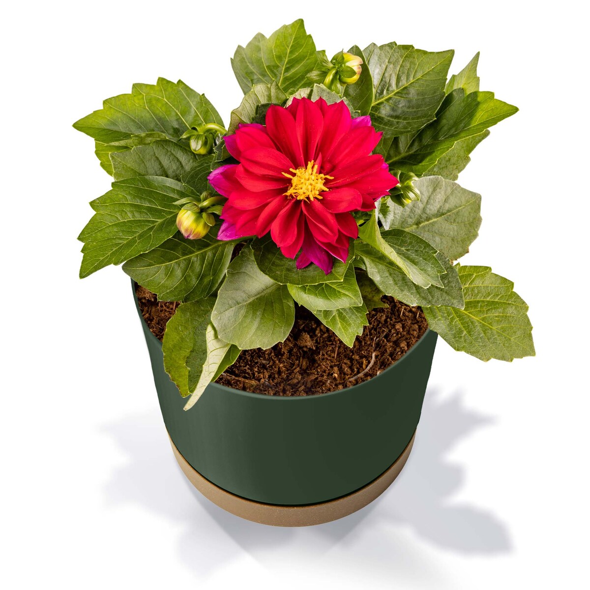 Doniczka Ogrodowa 14,8Cm Z Podstawką Do Domu Donica Plastikowa Gładka Zielona