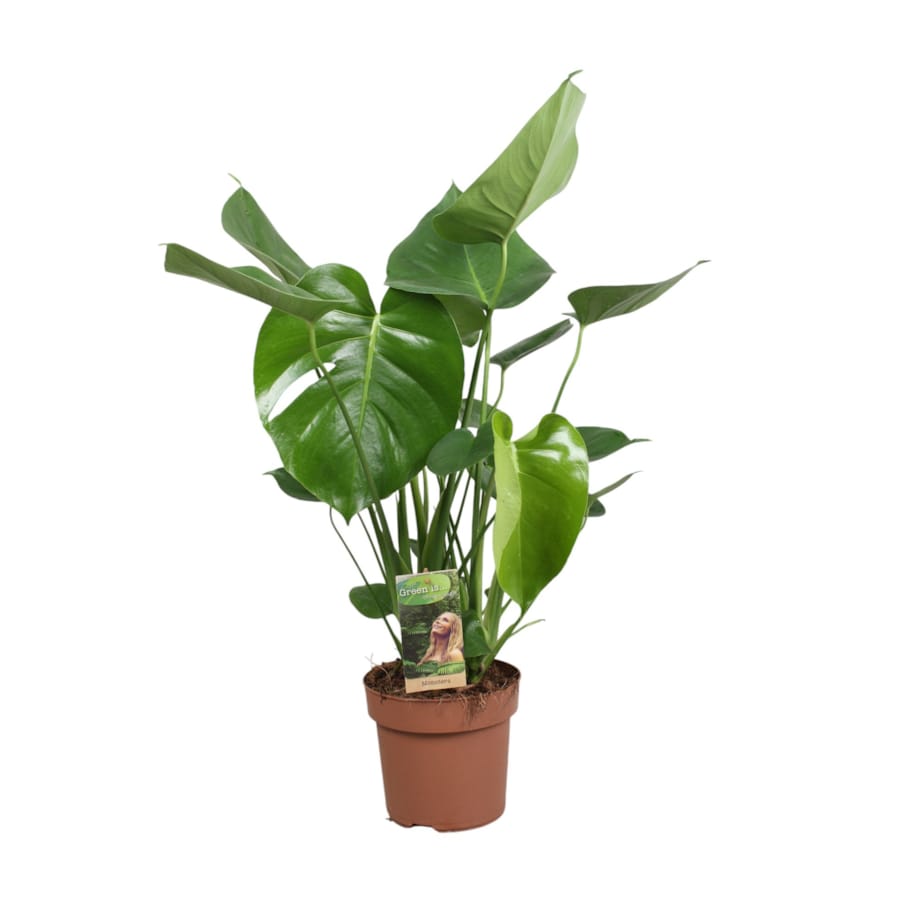 Monstera deliciosa | Doniczka Ø 17 cm | Wysokość ok. 70 cm