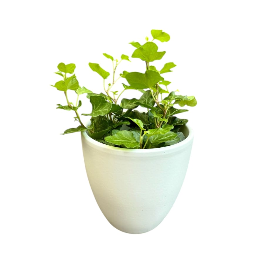 Bluszcz (Hedera) w ceramicznej doniczce – Ø 10 cm – wysokość 33 cm