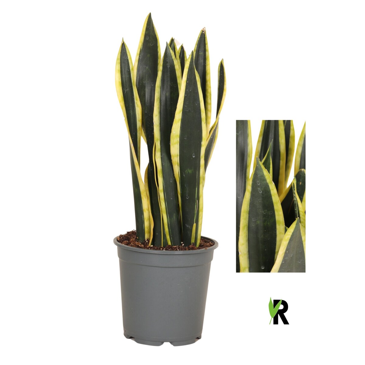 Sansevieria Orient Night XXL | Doniczka Ø 21 cm | Wysokość ok. 65 cm
