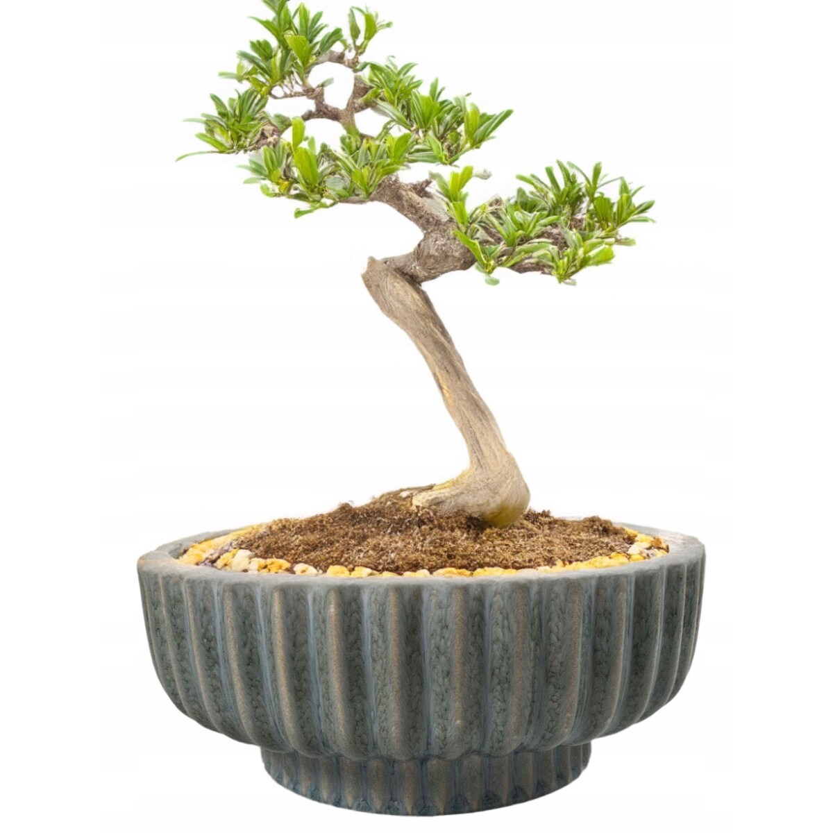 DONICZKA CERAMICZNA PŁASKA 26cm błękitna na bonsai palmy do salonu