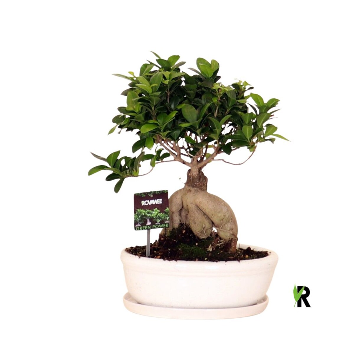 Ficus XXL Bonsai | – biała ceramiczna doniczka Ø 30 cm – wysokość 40 cm