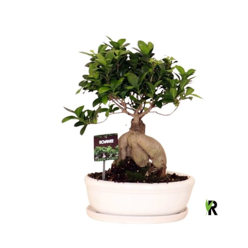 Ficus XXL Bonsai | – biała ceramiczna doniczka Ø 30 cm – wysokość 40 cm