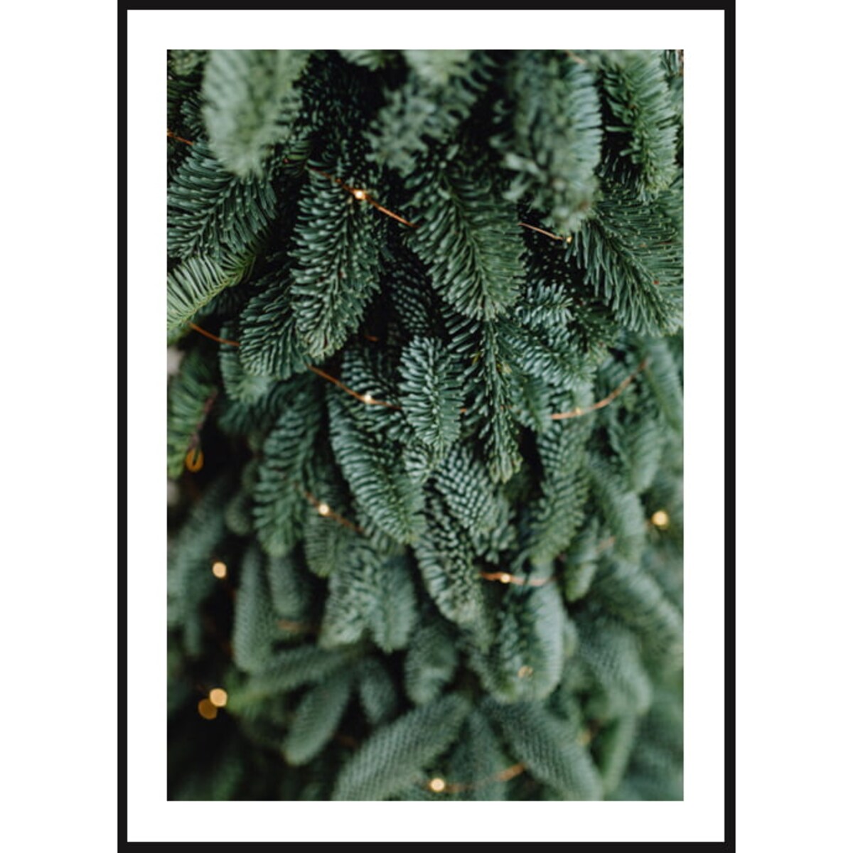 Poster Story, Plakat, Obraz - Zielona Jodła, wymiary 70 x 100 cm