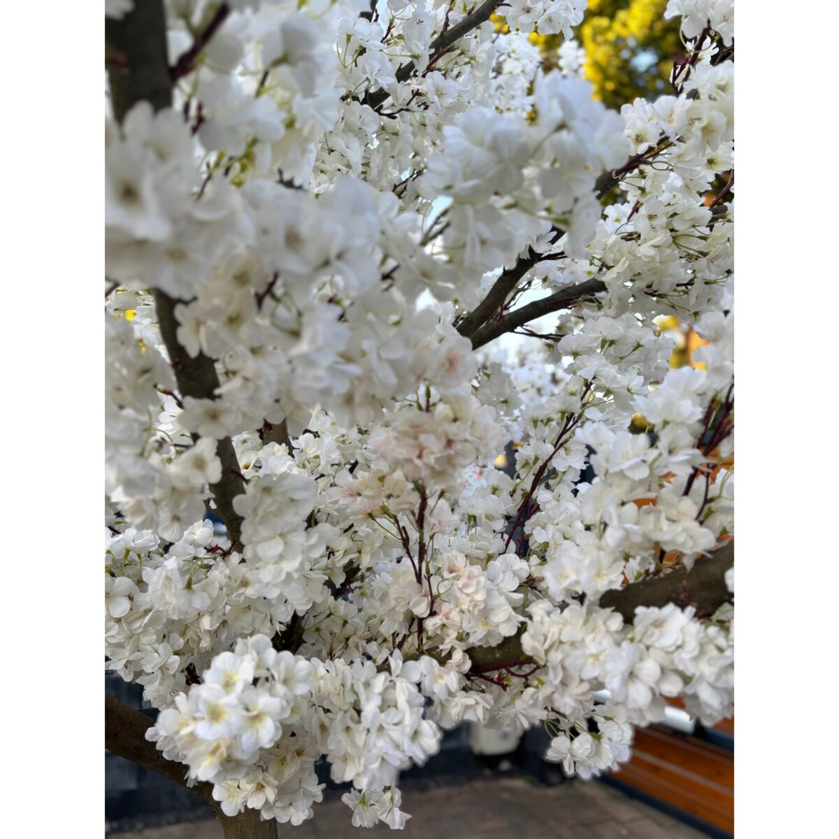 Drzewo  kwitnącej wiśni z białymi kwiatami 260 cm - duże i wysokie