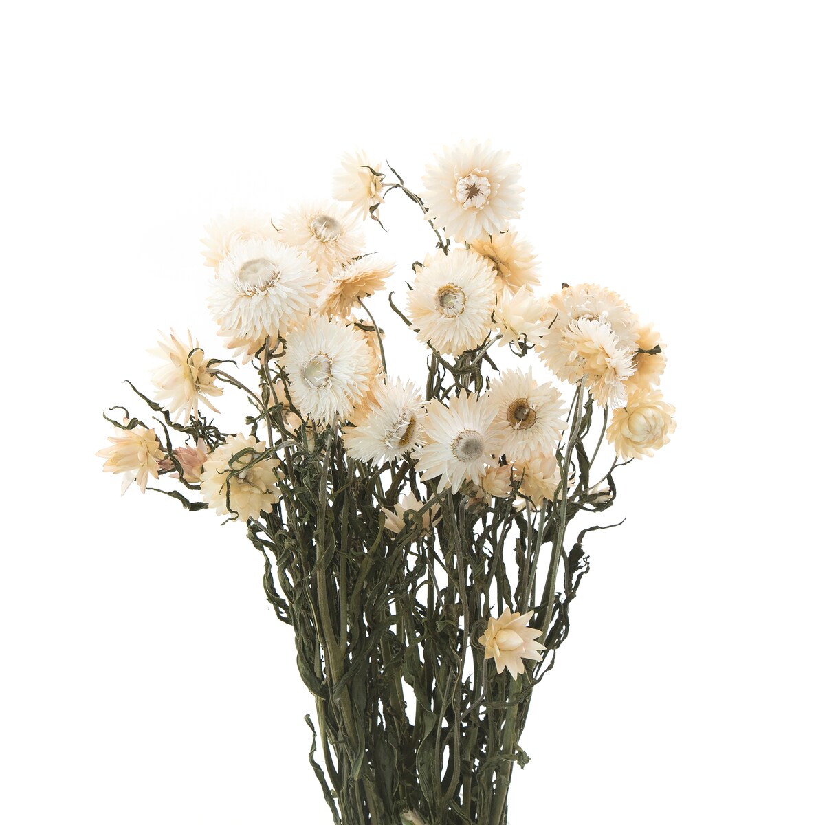 Suszona Kocanka Biała