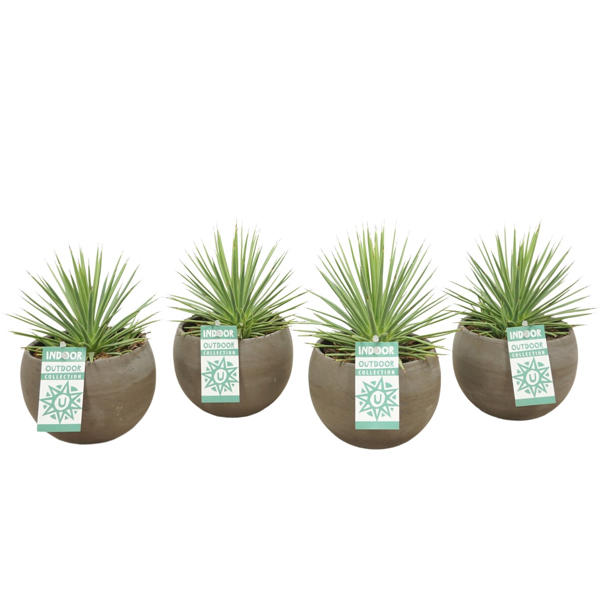 Agave Nana w ceramicznej doniczce – kula Ø10,5 cm | Wysokość ok. 20 cm