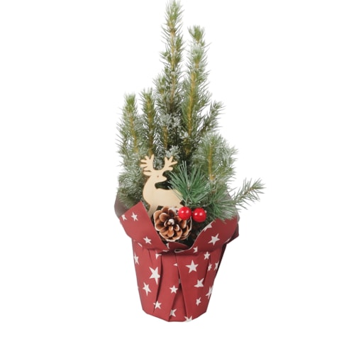 Picea Glauca -choinka- mini z dekoracją Doniczka Ø9 cm | Wysokość ok. 30cm