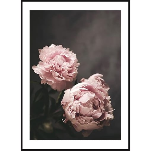 Poster Story, Plakat, Obraz - Różowe Piwonie na Ciemnym Tle, wymiary 70 x 100 cm
