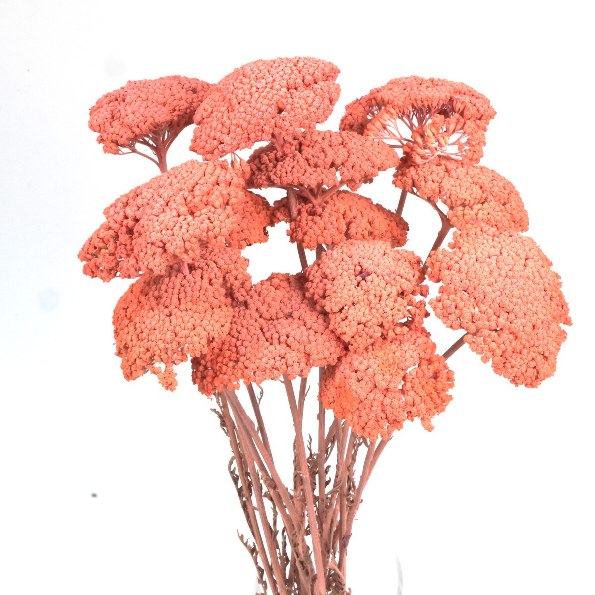 Krwawnik suszony brzoskwiniowy (Achillea)