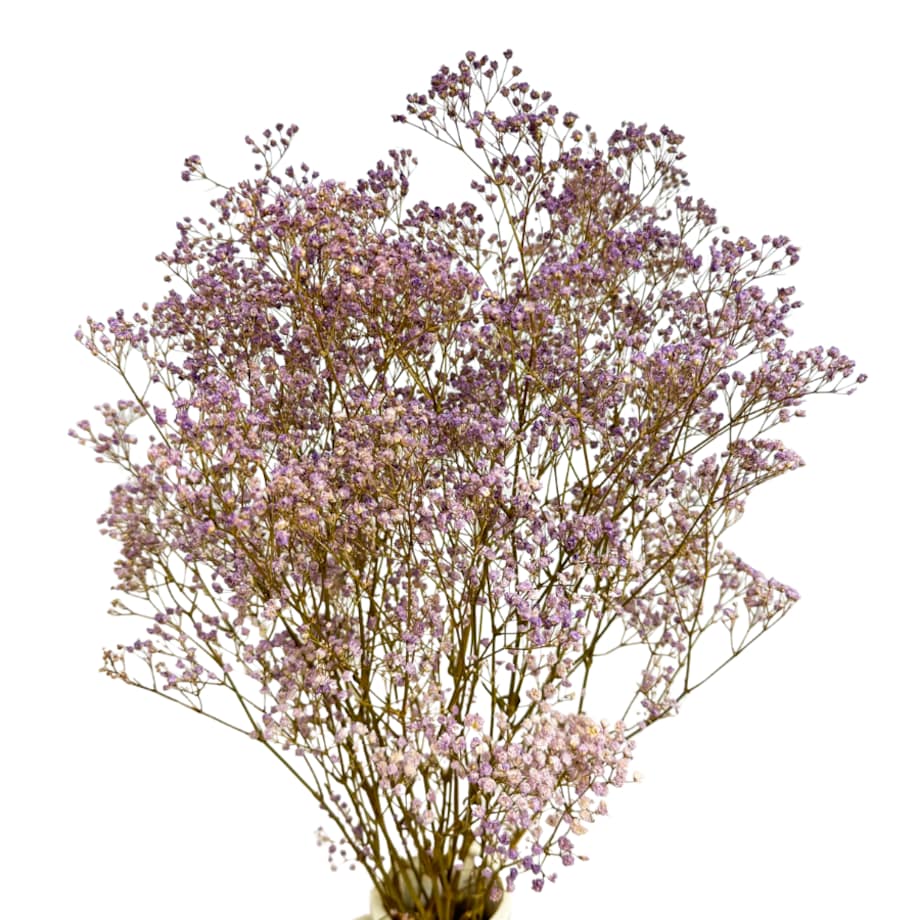 Stabilizowana gipsówka jasnofioletowa