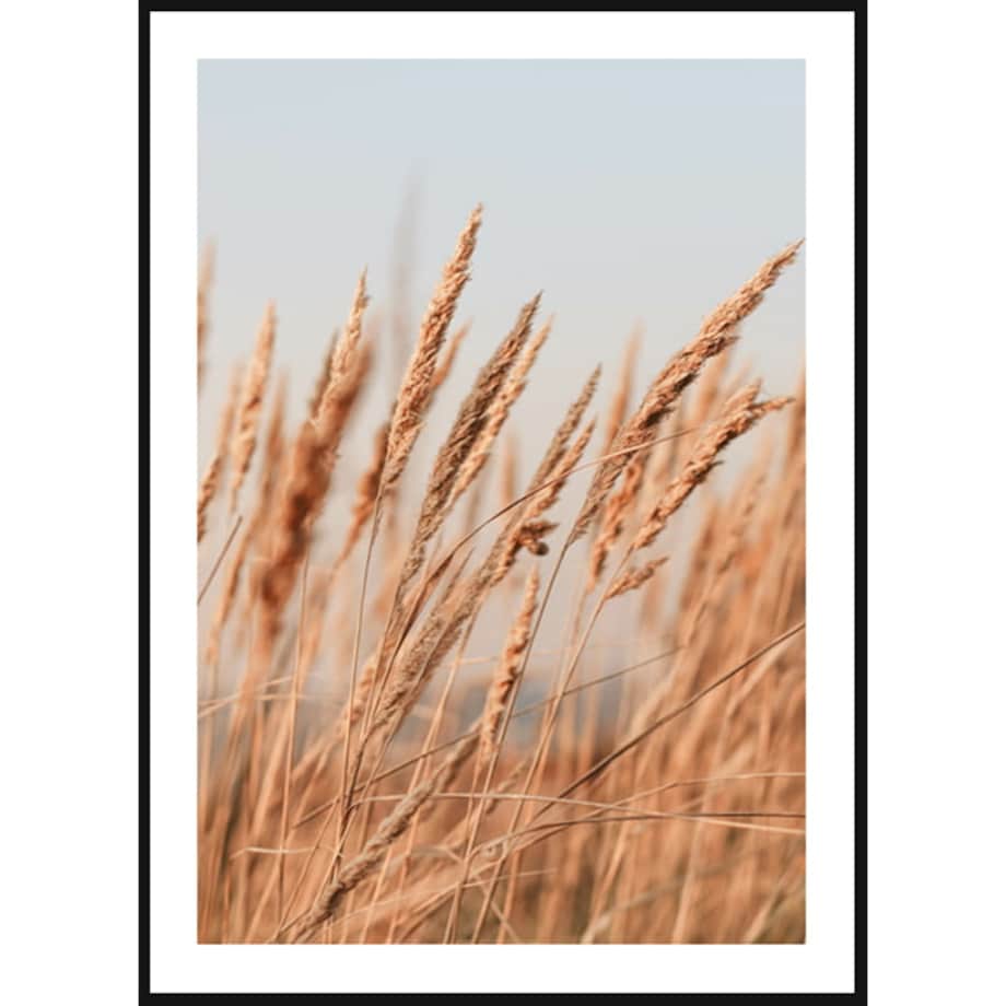 Poster Story, Plakat, Obraz - Złocista Nadmorska Trawa, wymiary 60 x 84 cm