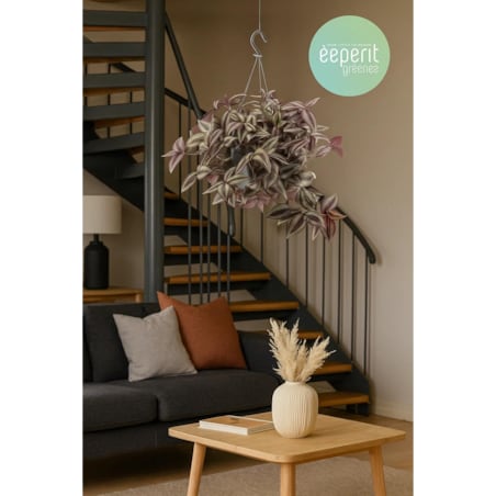 Tradescantia zebrina–roślina wisząca – doniczka Ø 17 cm – wysokość 25 cm