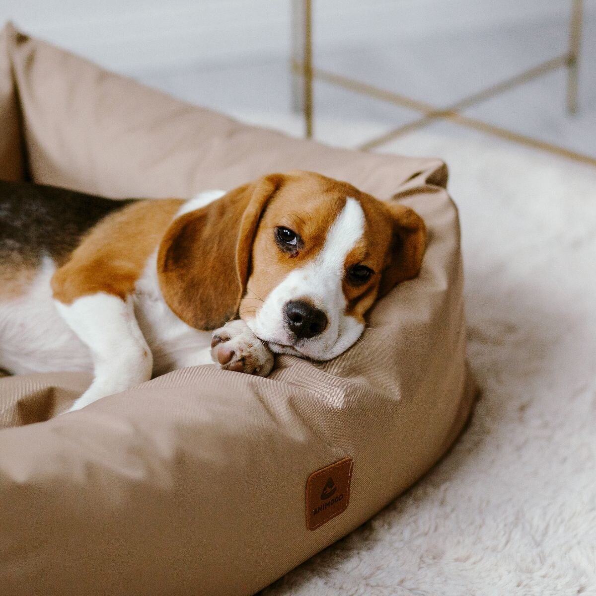 Animood Legowisko Maurice rozmiar: M, kolor: capuccino, materiał: kodura