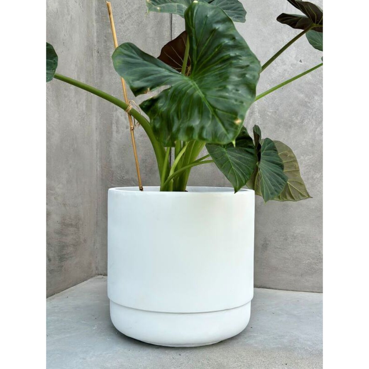 DONICZKA SANTIAGO WHITE M