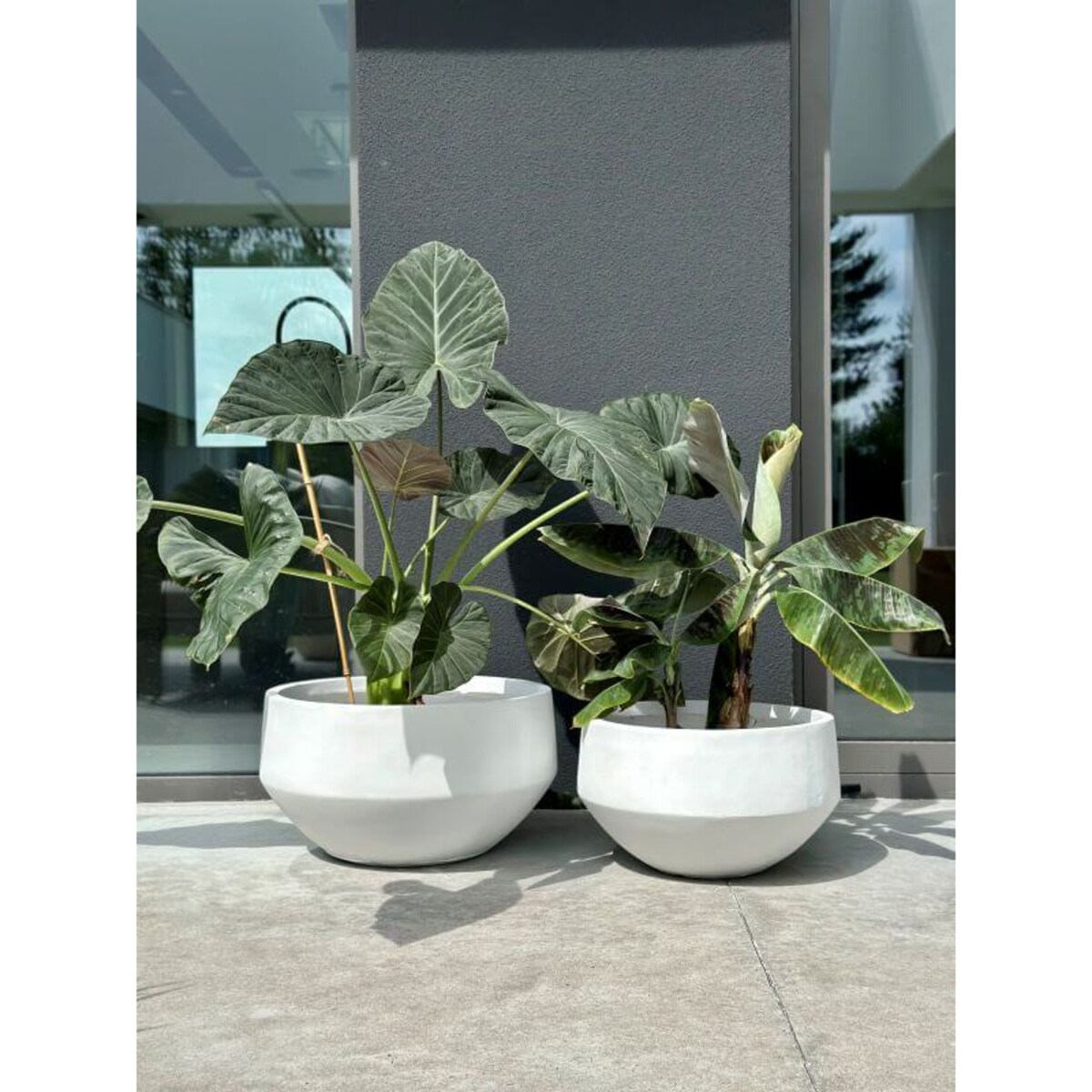 DONICZKA AMANDO BIAŁA S