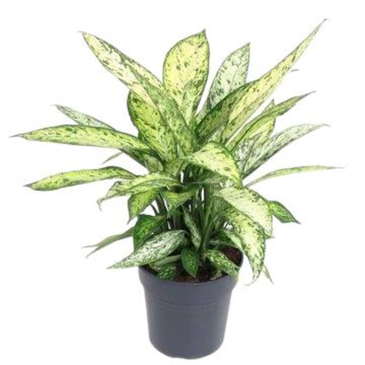 Dieffenbachia Vesuvius – doniczka Ø 24 cm – wysokość 70 cm