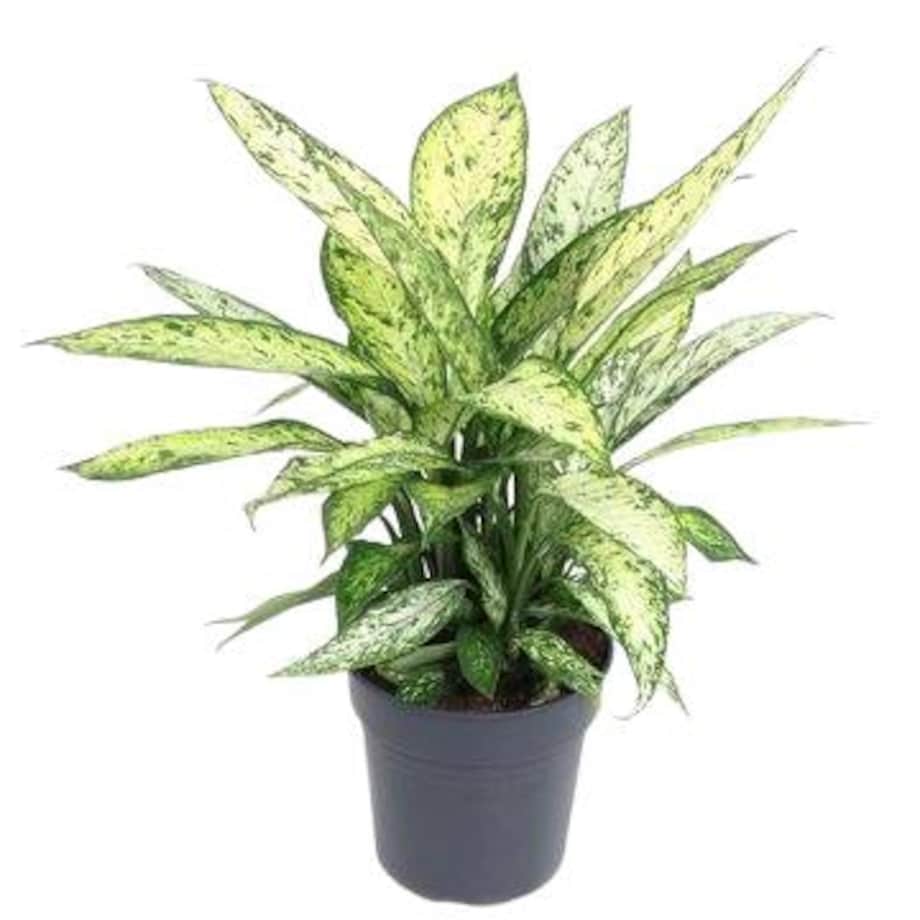Dieffenbachia Vesuvius – doniczka Ø 24 cm – wysokość 70 cm