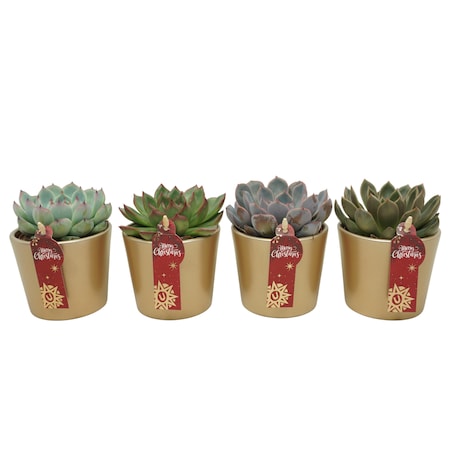 Zestaw 3 roślin Echeveria – mix w złotej ceramice Ø8,5 cm | Wysokość 13 cm
