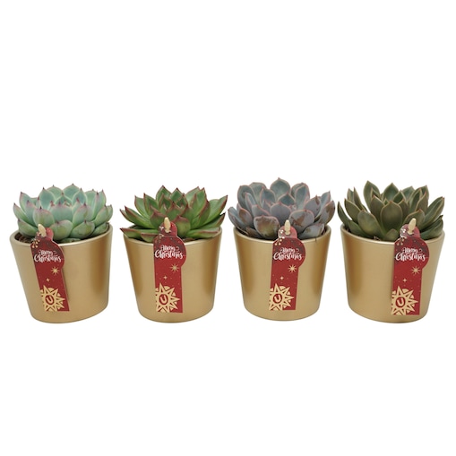 Zestaw 3 roślin Echeveria – mix w złotej ceramice Ø8,5 cm | Wysokość 13 cm