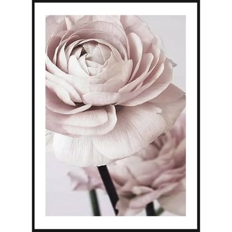 Poster Story, Plakat, Obraz - Delikatne Róże No1 wymiary 60 x 84 cm