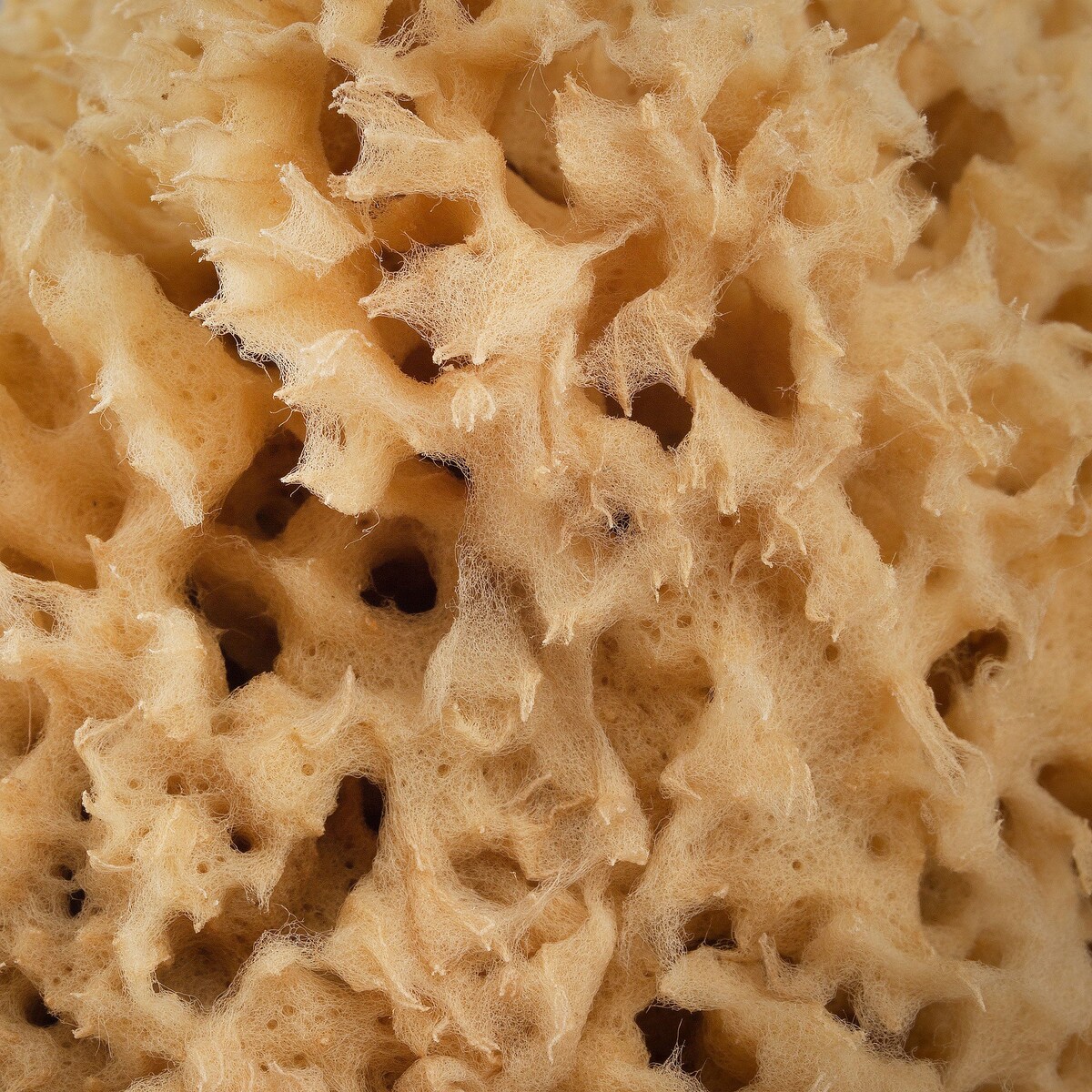 Naturalna gąbka morska (brązowa) - 17,5 cm 02H