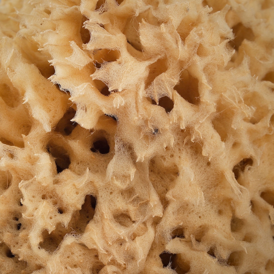 Naturalna gąbka morska (brązowa) - 17,5 cm 02H