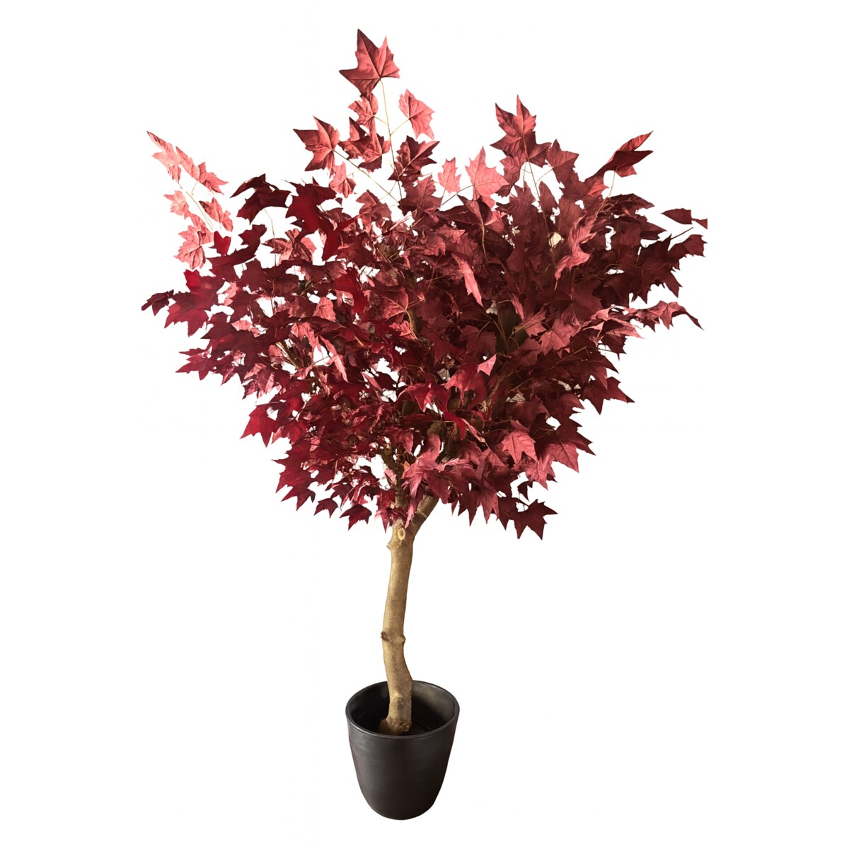 Drzewo klon bordowy na naturalnym pniu 220 cm