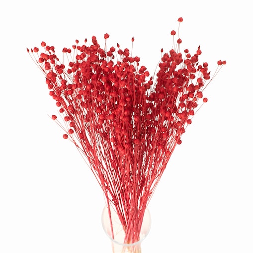 Suszony len czerwony - bukiet