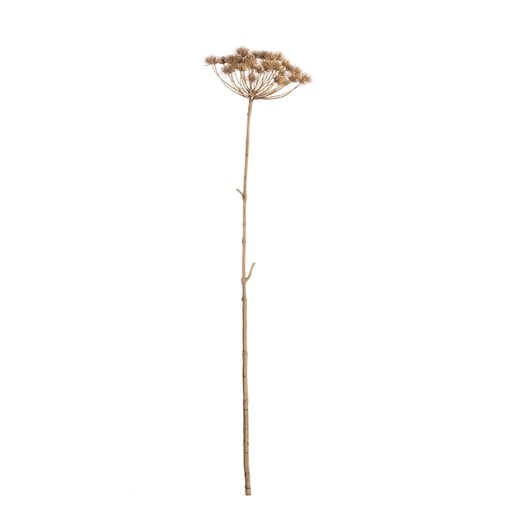 Gałązka Heracleum 125cm, 20 x 20 x 125 cm