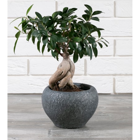 DONICA KIM k. grafitowy śr. 19cm