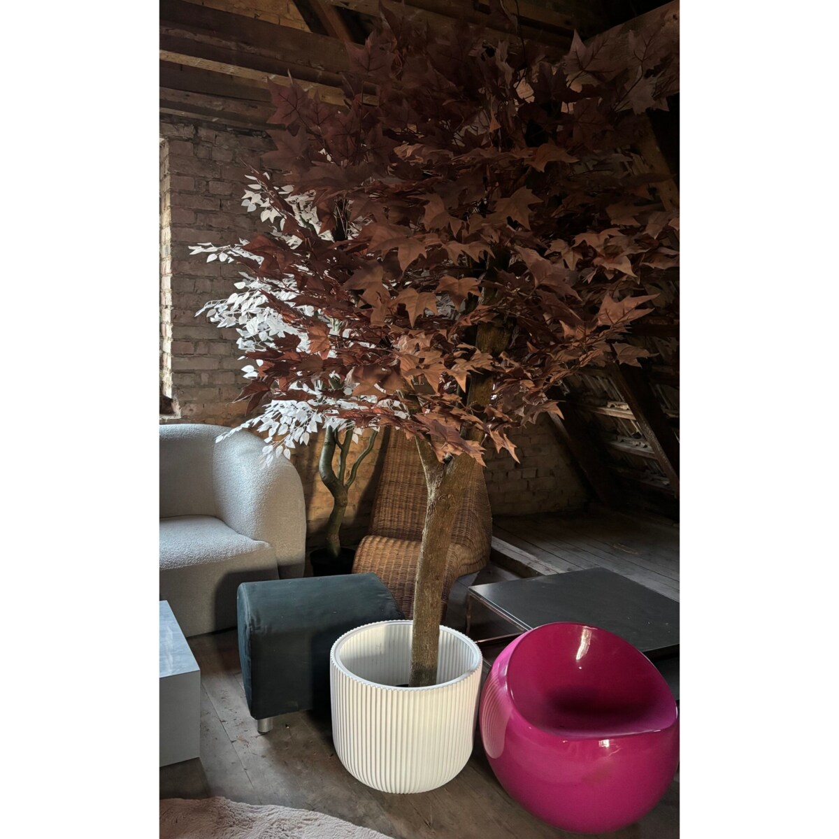 Drzewo klon w kolorze kawy z mlekiem 200 cm na naturalnym pniu