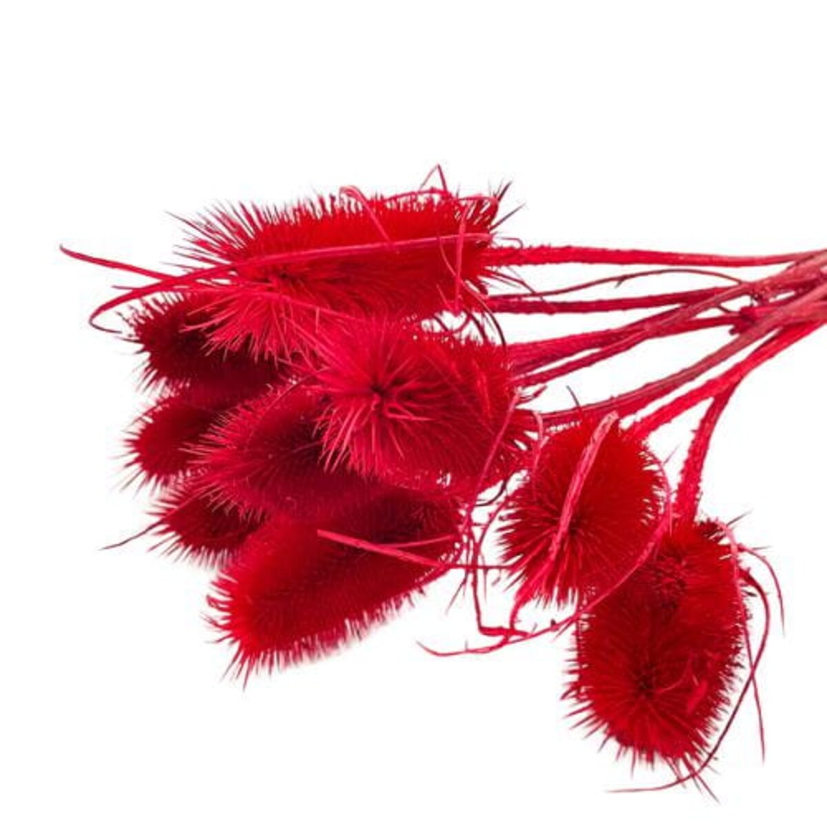 Oset suszony czerwony - szczeć - 10szt.
