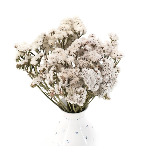 Suszony Zatrwian Biały