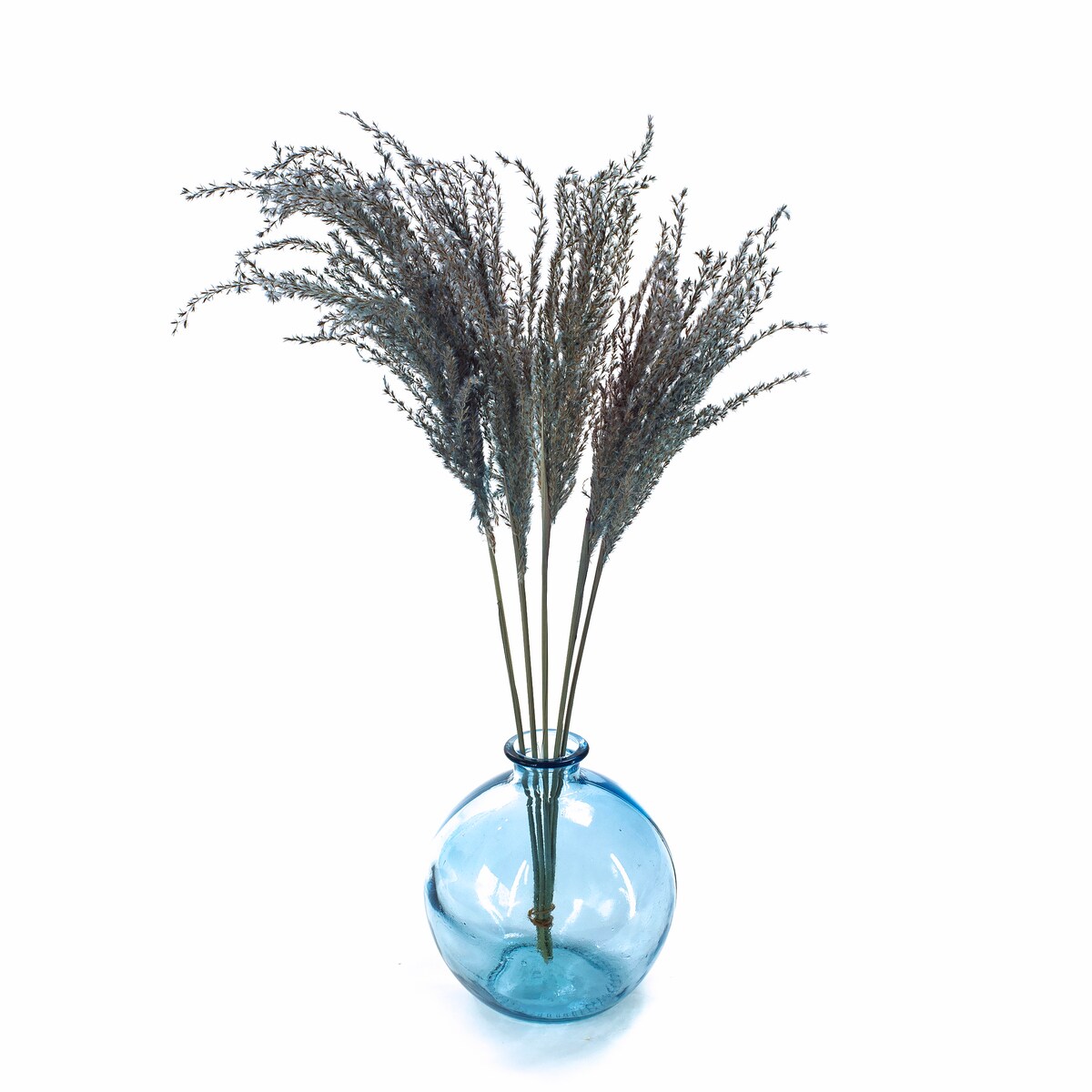 Miskant jasnoniebieski suszony 5 szt. - suszone trawy