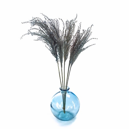 Miskant jasnoniebieski suszony 5 szt. - suszone trawy