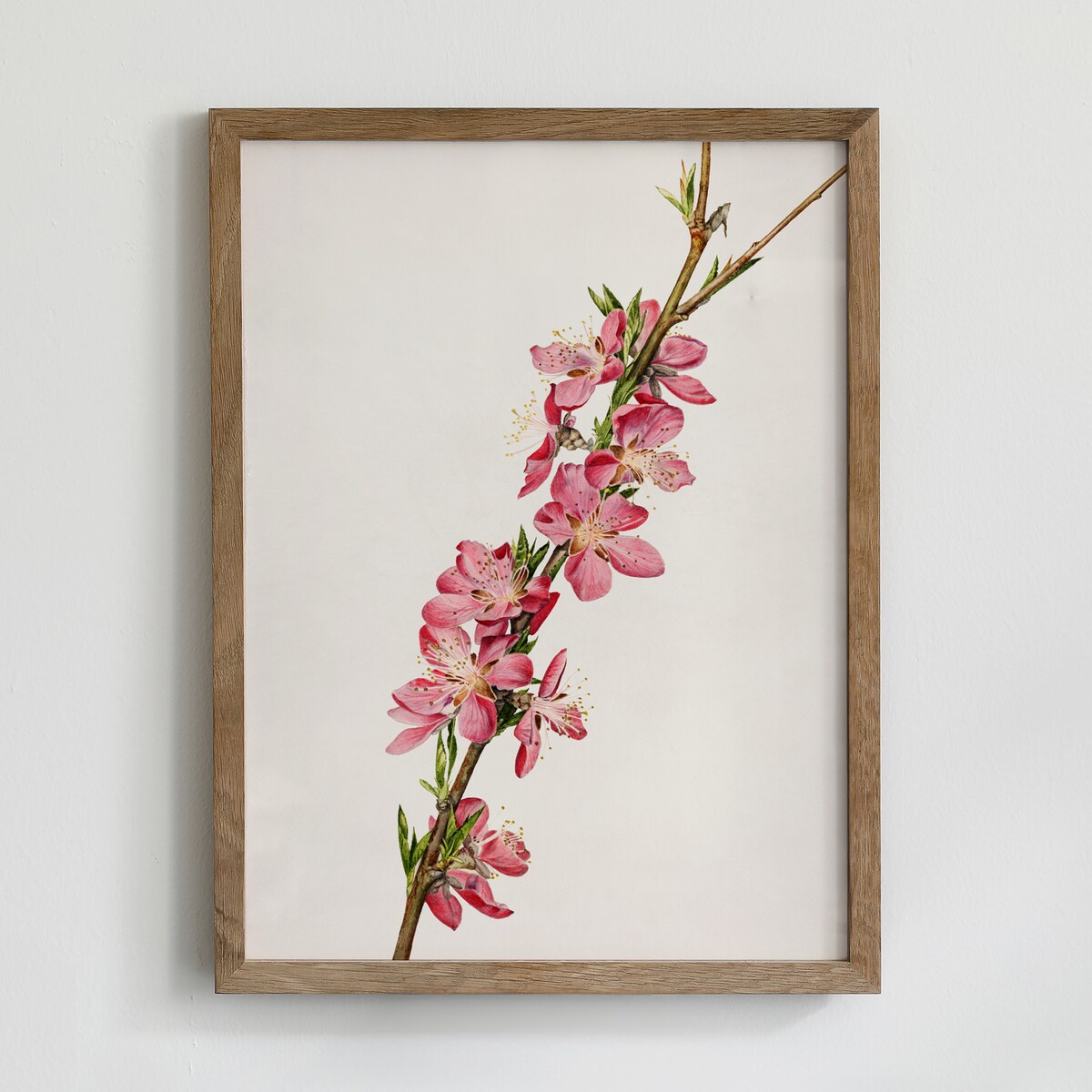 Plakat Kwitnąca Śliwka 21x30cm