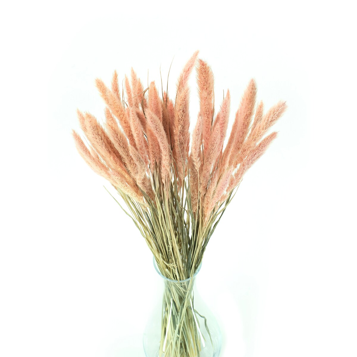 Suszona Setaria Jasnoróżowa