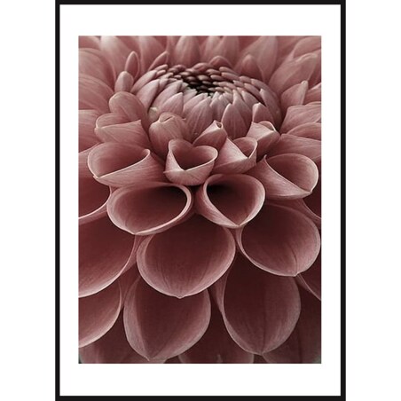 Poster Story, Plakat, Obraz - Różowa Dalia, wymiary 30 x 42 cm