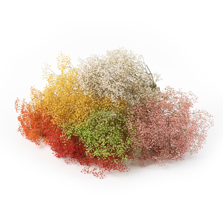 Stabilizowana gipsówka czerwona - bukiet