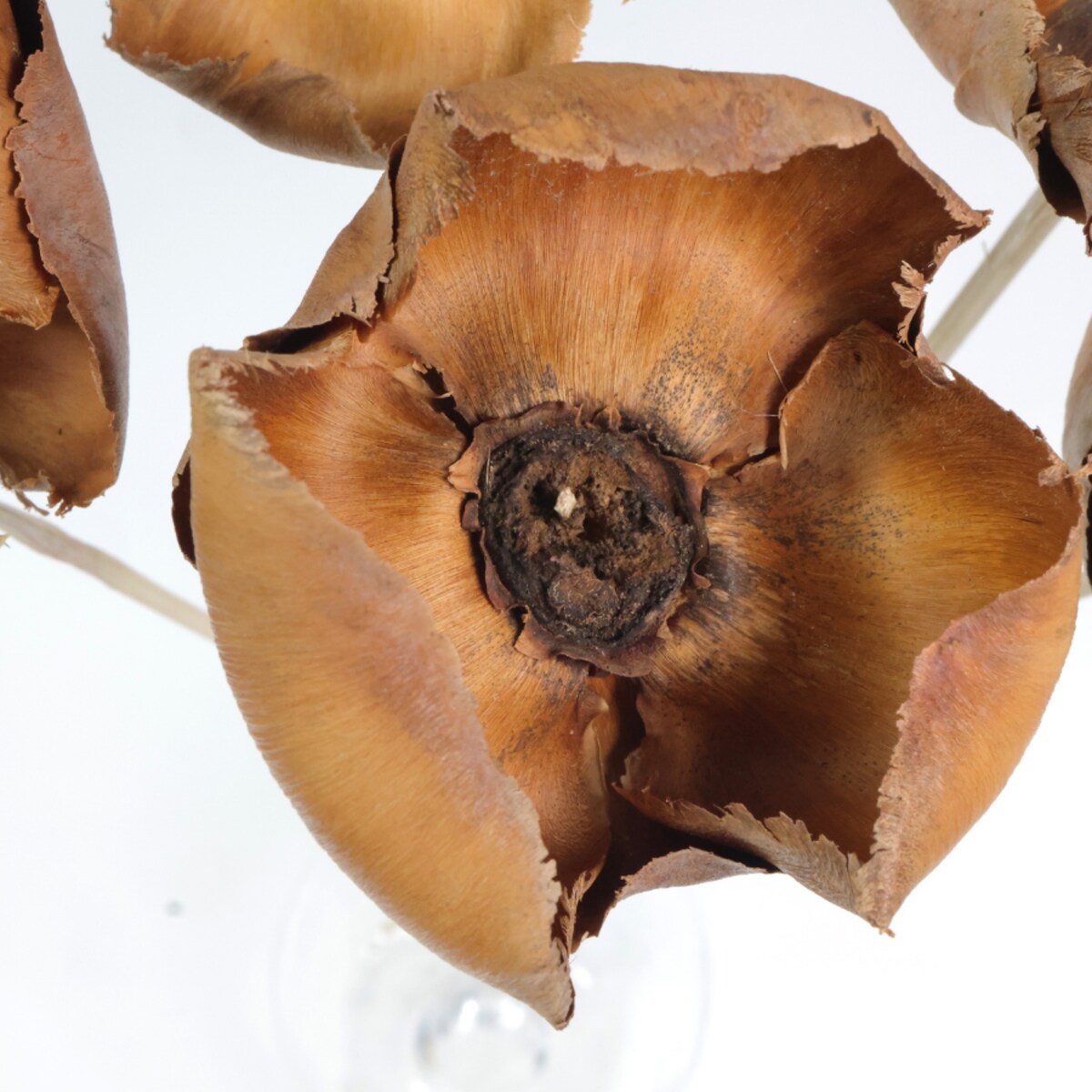 Kwiat orzechowca naturalny