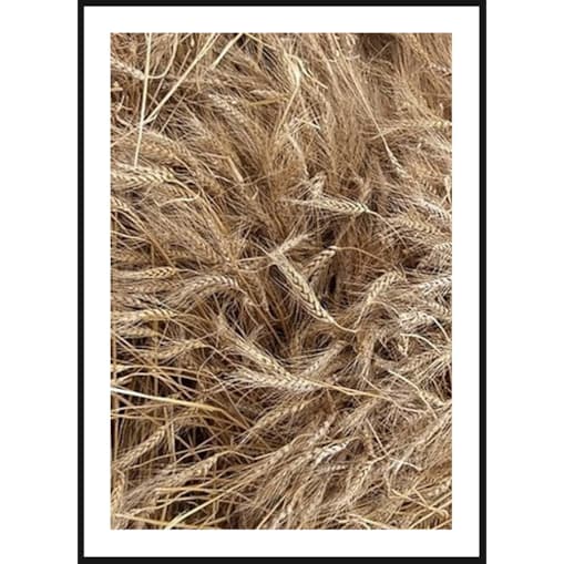 Poster Story, Plakat, Obraz - Kłosy Pszenicy, wymiary 50 x 70 cm