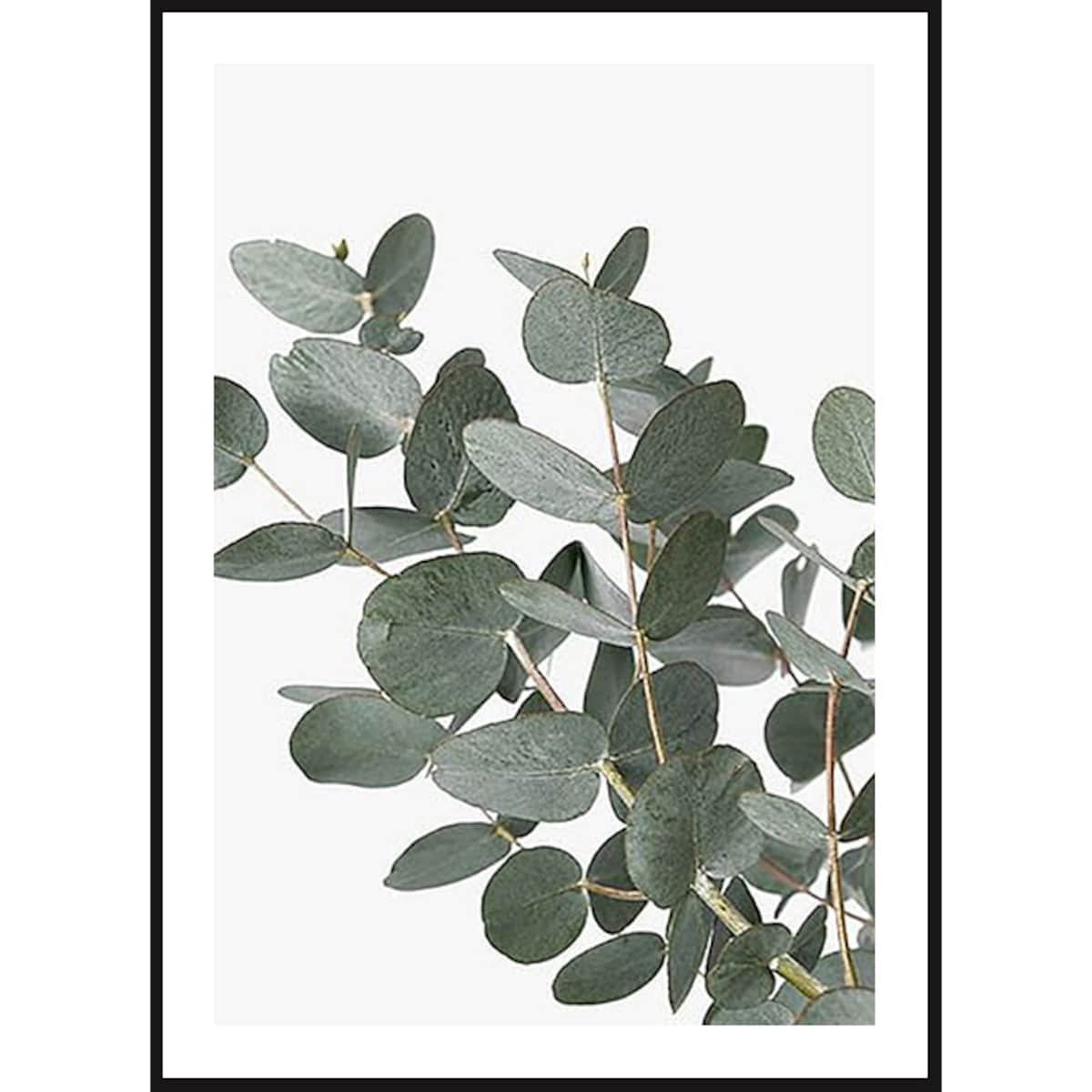 Poster Story, Plakat, Obraz - Listki Eukaliptusa No1, wymiary 30 x 42 cm